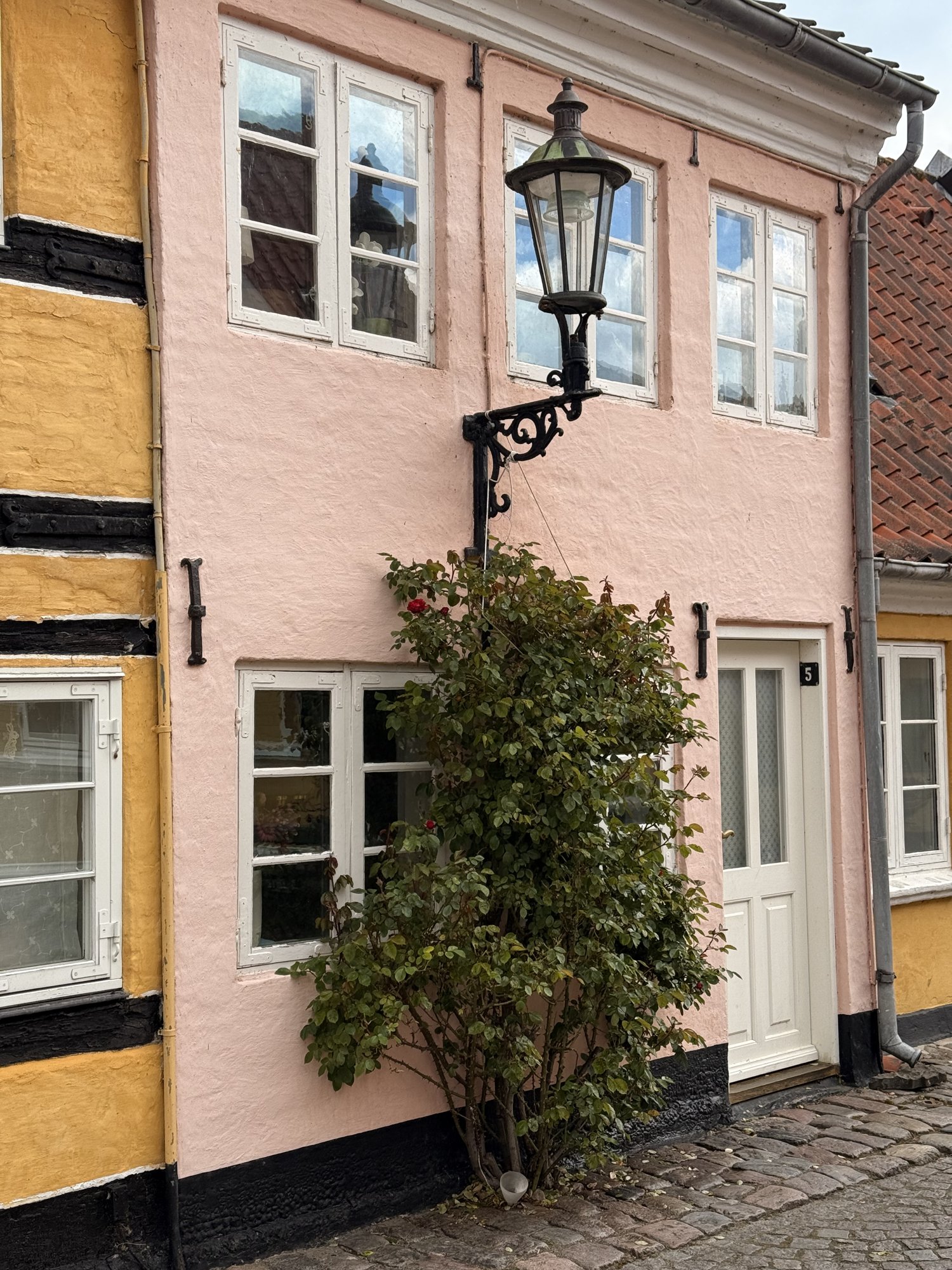 Rosenstock an einer rosa Hauswand, bis unter die Fenster im ersten Stock
