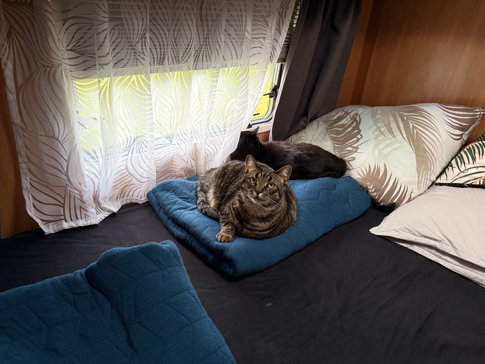 Krümel und Tigger liegen hinten im Bett von Emma